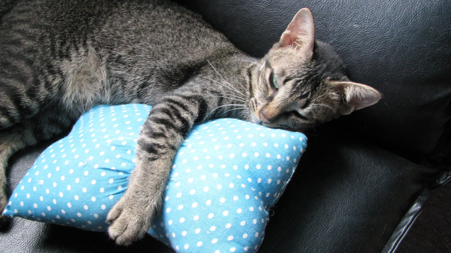 知らなかった! ? 抱き枕の正しい使い方(快眠セラピスト・睡眠環境プランナー 三橋美穂)