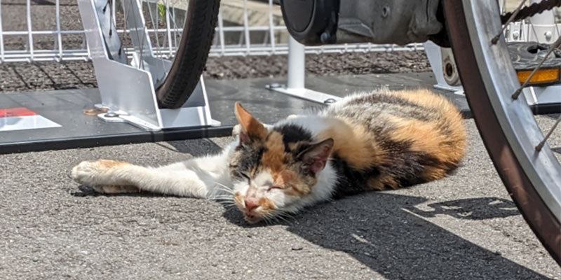 【昼寝のすすめ】パフォーマンスをあげる昼寝のコツ