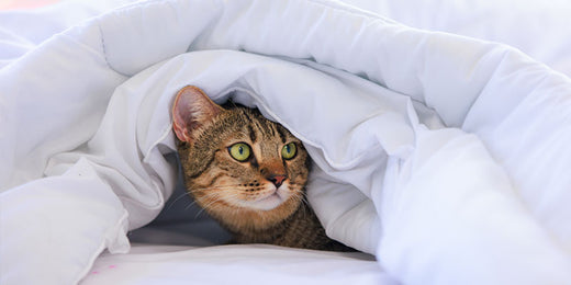 買い替えのサイン?羽毛ふとんの寿命の見極め方